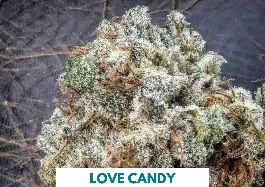 Love Candy by 707 Seedbank